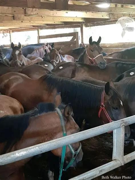 A neglected horse in need of rescue and compassionate care